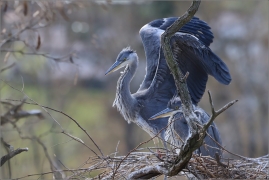 <p>VOLAVKA POPELAVÁ (Ardea cinerea) ---- /Grey heron - Graureiher/</p>